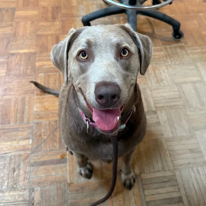 An adult large-sized female Gray / Blue / Silver Weimaraner dog named Munchie for adoption in Santa Barbara, CA