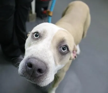 A young medium-sized female Terrier dog named Rori for adoption in Picayune, MS