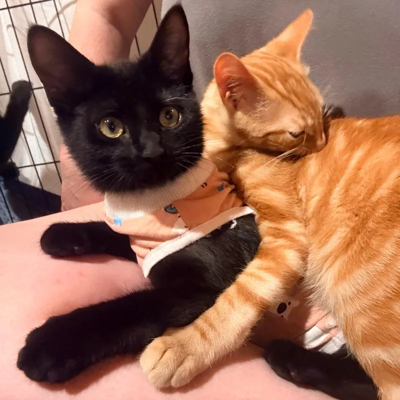 A baby medium-sized female Domestic Short Hair cat named Mira for adoption in Royal Oak, MI