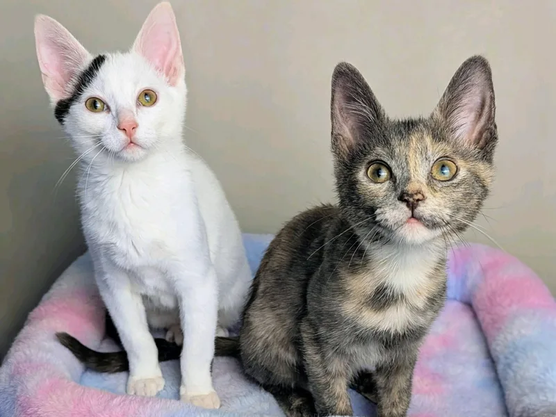 A baby medium-sized male Domestic Short Hair cat named Galaxy Destroyer & Ollie for adoption in Murfreesboro, TN