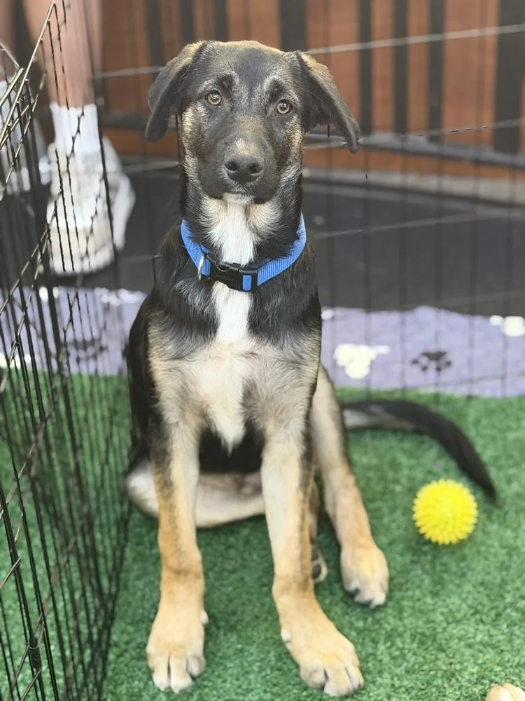 A baby large-sized male Brown / Chocolate German Shepherd Dog dog named Koda for adoption in Pleasant Hill, CA