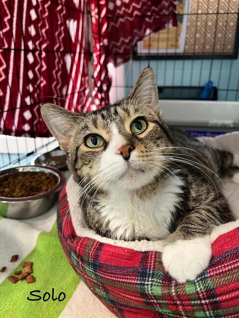 An adult medium-sized male Domestic Short Hair cat named Solo for adoption in Warren, OH