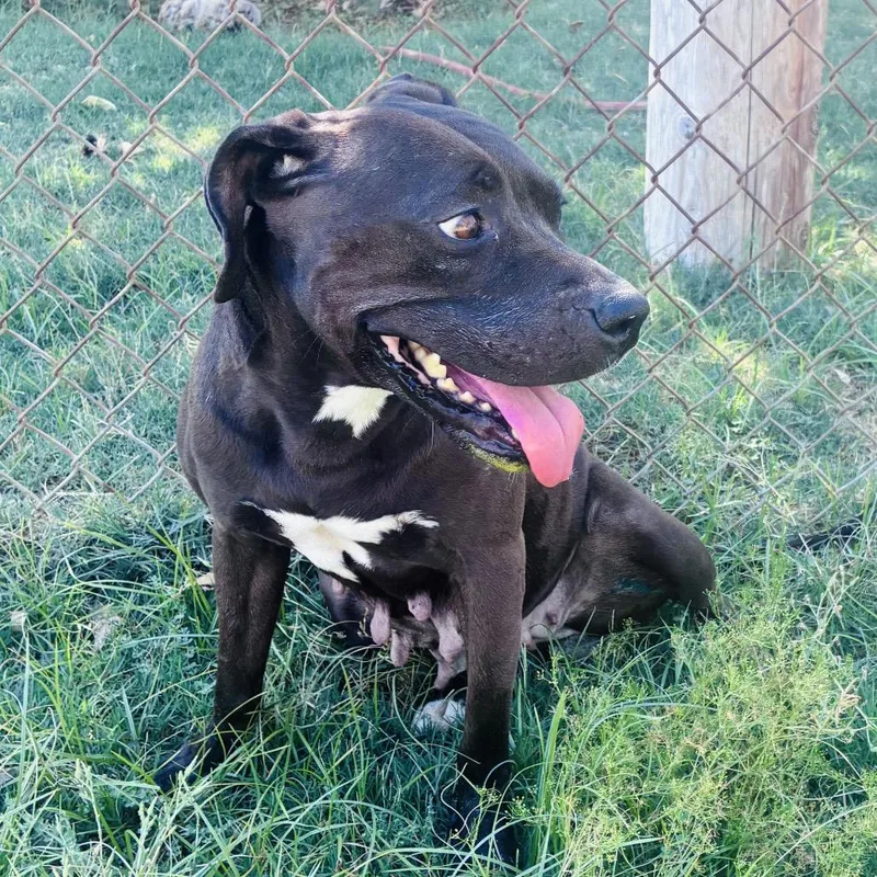 An adult medium-sized female Black Pit Bull Terrier dog named Pitty for adoption in San Diego, CA