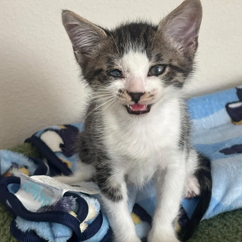 A baby medium-sized male White Tabby cat named Kip for adoption in San Juan Capistrano, CA