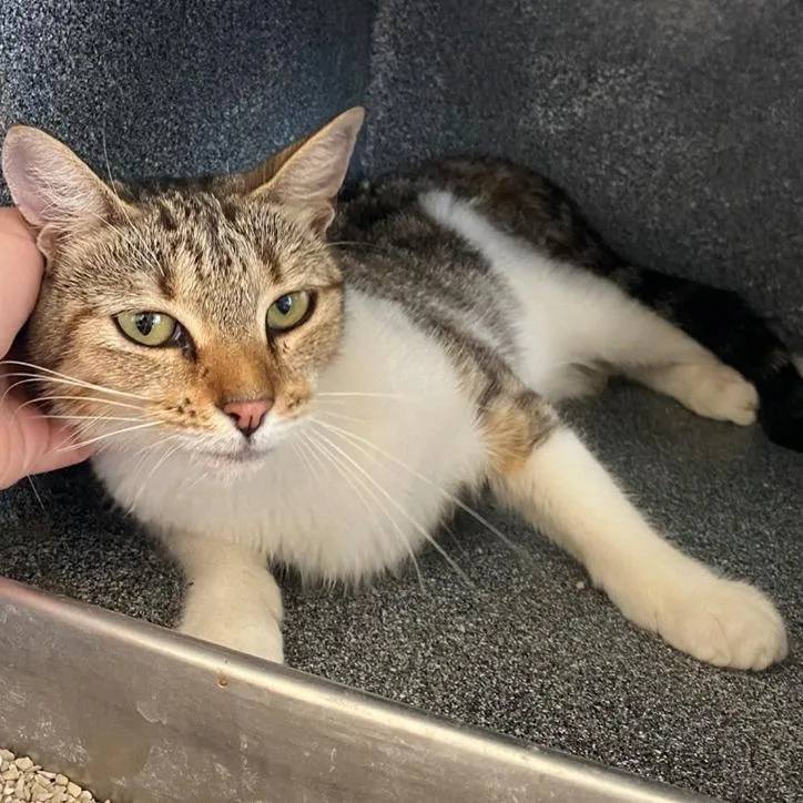 An adult medium-sized female Brown / Chocolate Domestic Short Hair cat named Caroline for adoption in West Palm Beach, FL