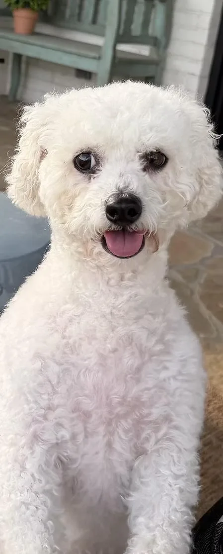 A young small-sized female White / Cream Bichon Frise dog named Raine for adoption in Monroeville, PA