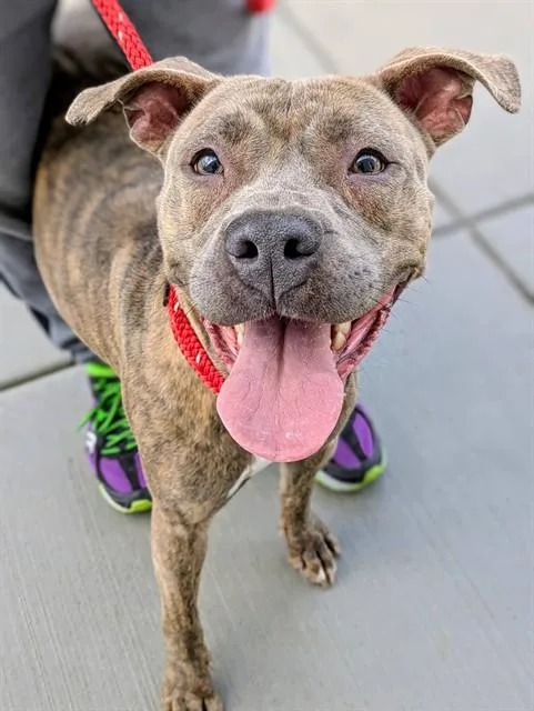 A young medium-sized female Pit Bull Terrier dog named Kardi for adoption in Bloomington, IL