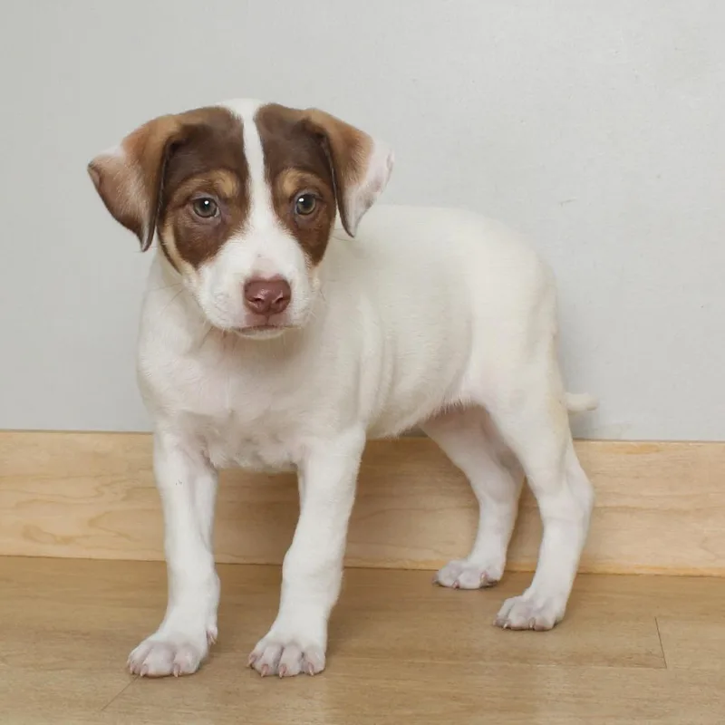 A baby small-sized female Red / Chestnut / Orange Catahoula Leopard Dog dog named Potato D for adoption in Minnetonka, MN