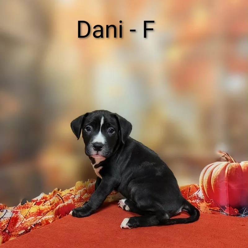 A baby medium-sized female Black Pit Bull Terrier dog named Dani for adoption in Griswold, CT