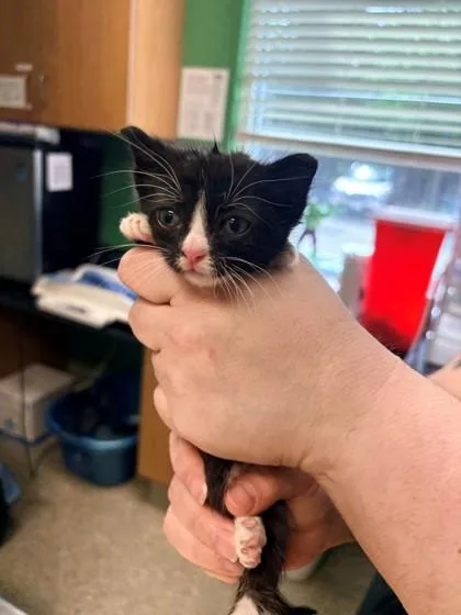 A young medium-sized male Domestic Short Hair cat named Swiss for adoption in Kansas City, MO