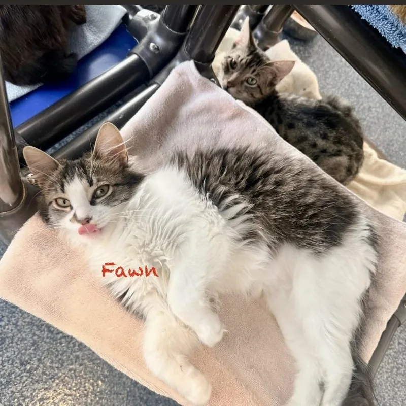 A young medium-sized female Gray & White Domestic Long Hair cat named Fawn for adoption in Palatine, IL