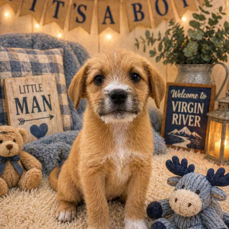 A baby medium-sized male Golden Terrier dog named Ricky for adoption in La Grange, KY