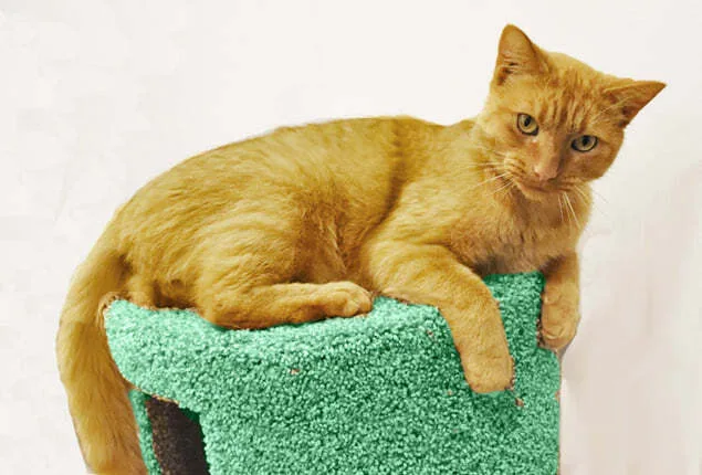 Nachocat thumbnail 2