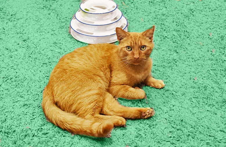 Nachocat thumbnail 3