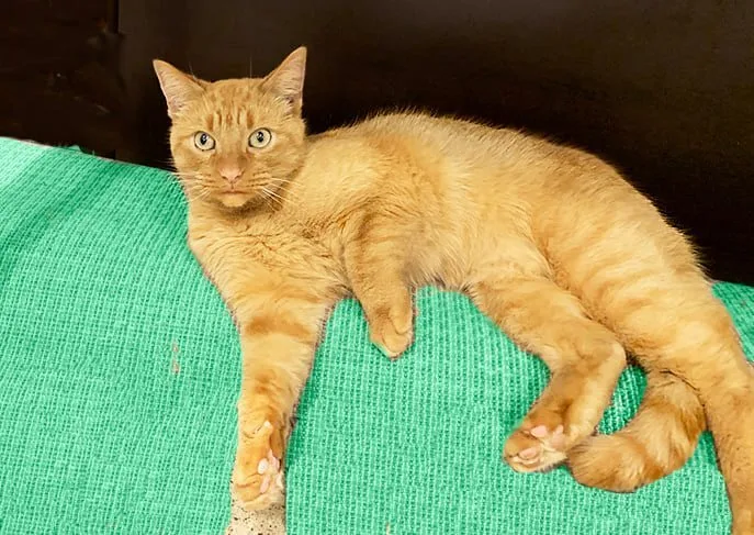 Nachocat thumbnail 4