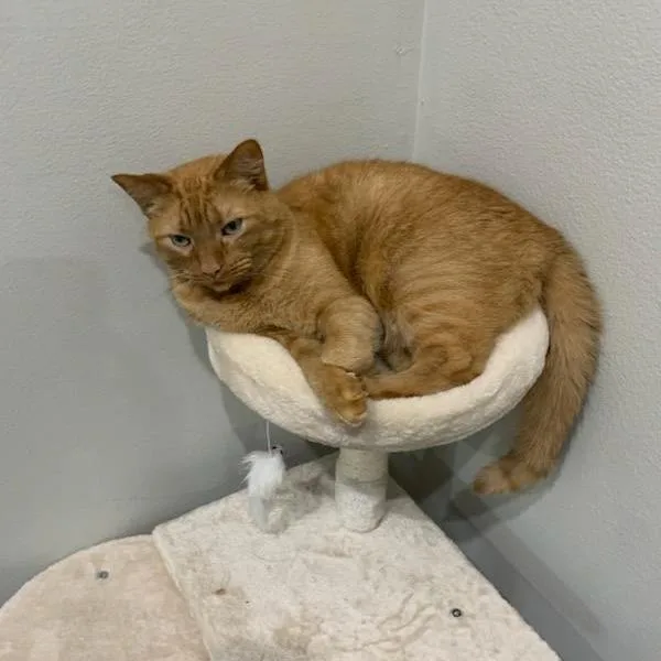 Nachocat thumbnail 5