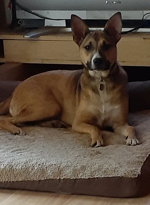 An adult medium-sized female Mixed Breed dog named Cc for adoption in Angleton, TX