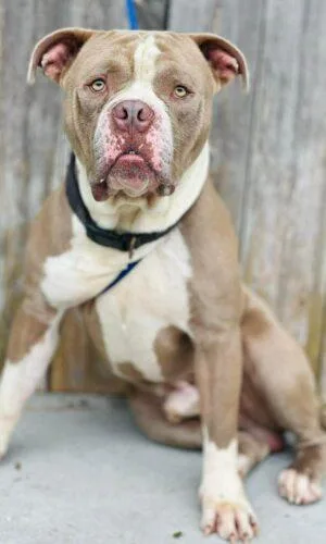 An adult large-sized male Yellow / Tan / Blond / Fawn American Bulldog dog named Ac "mr.paddington" for adoption in Conyers, GA