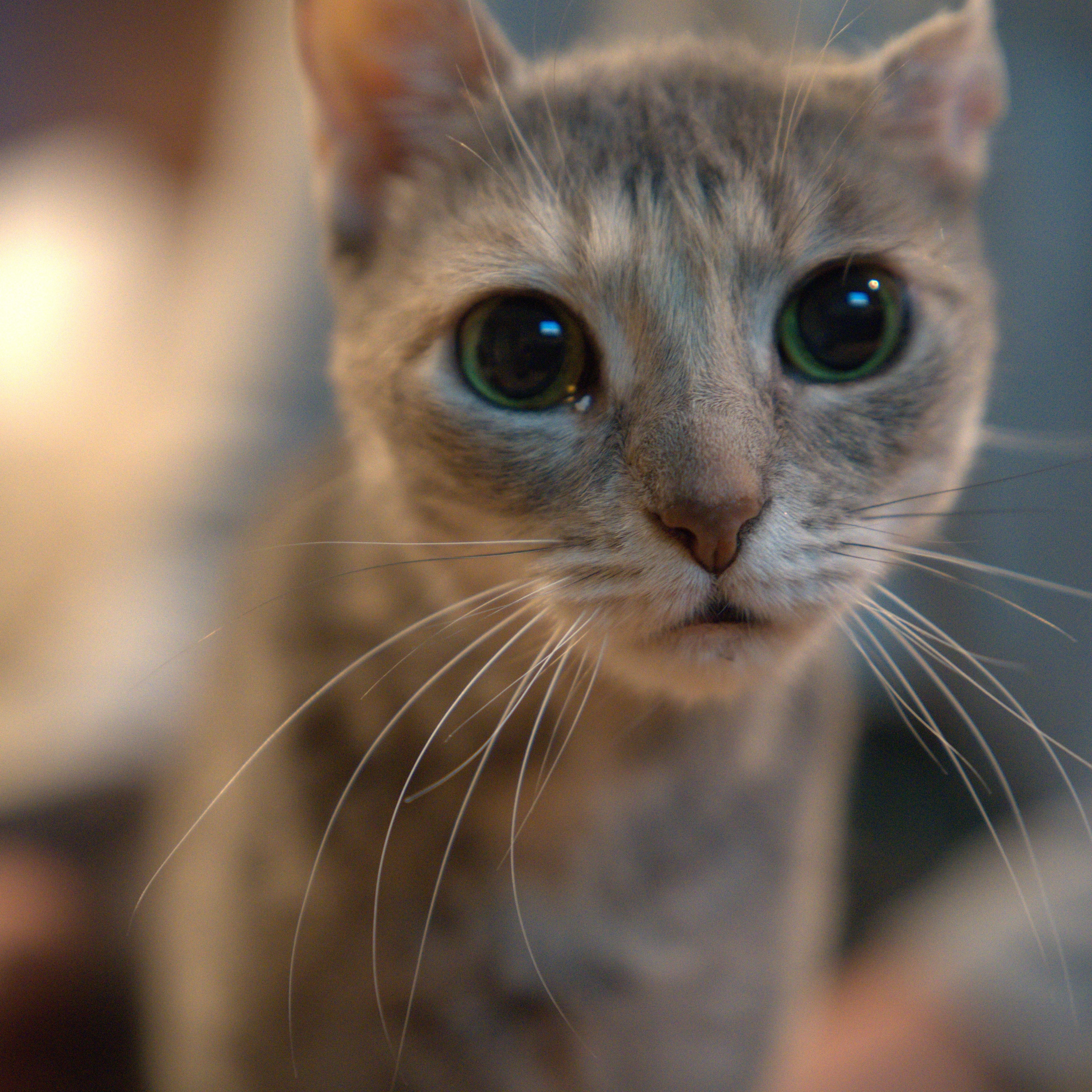 Pacifica thumbnail 2