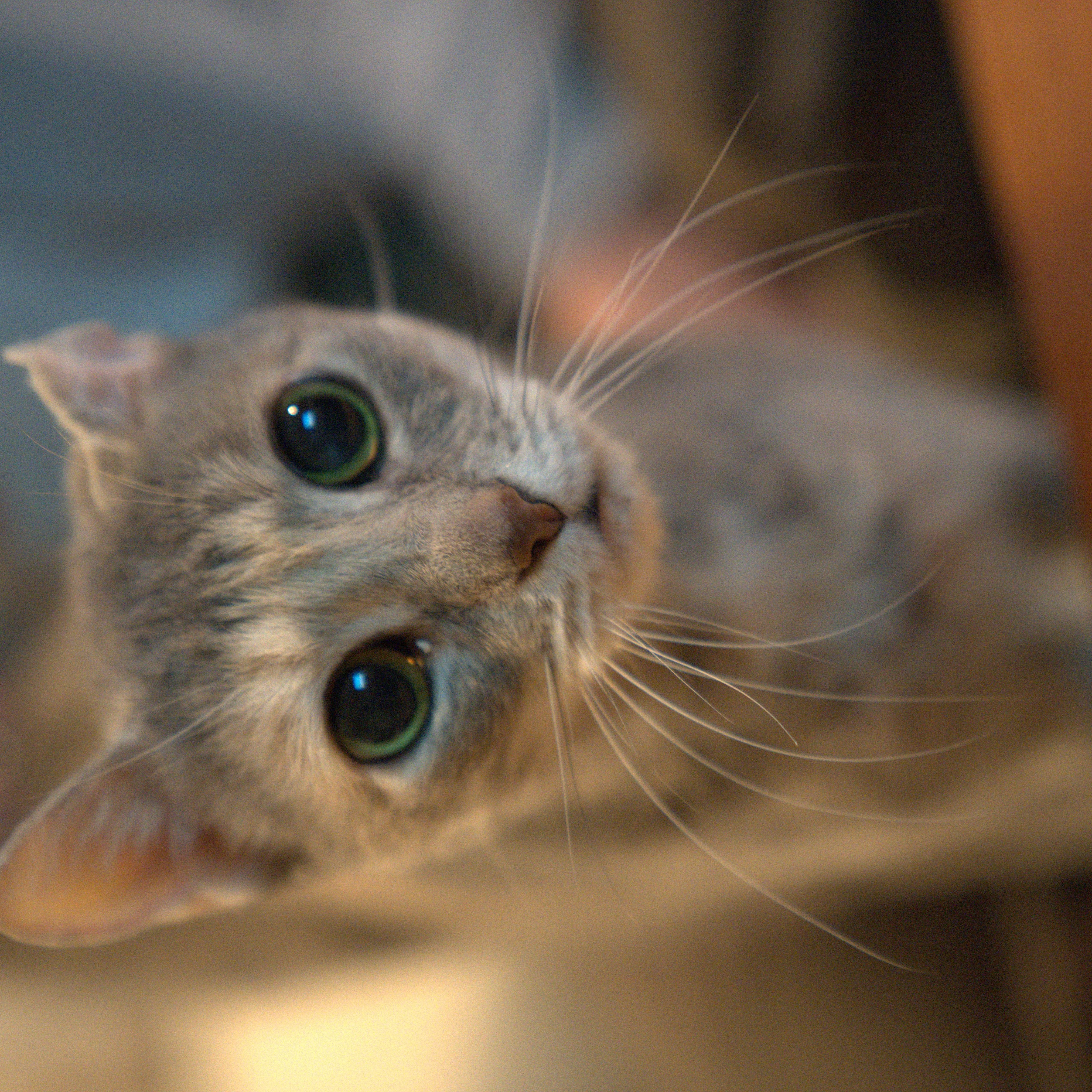 Pacifica thumbnail 4