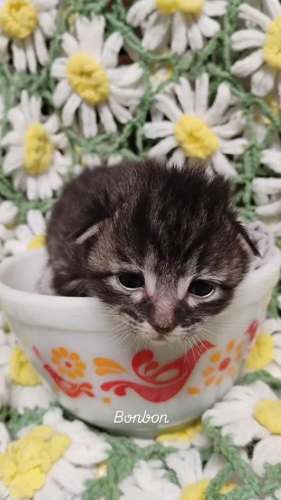 A baby small-sized female Brown / Chocolate Domestic Short Hair cat named Bonbon for adoption in Oak Park, MI