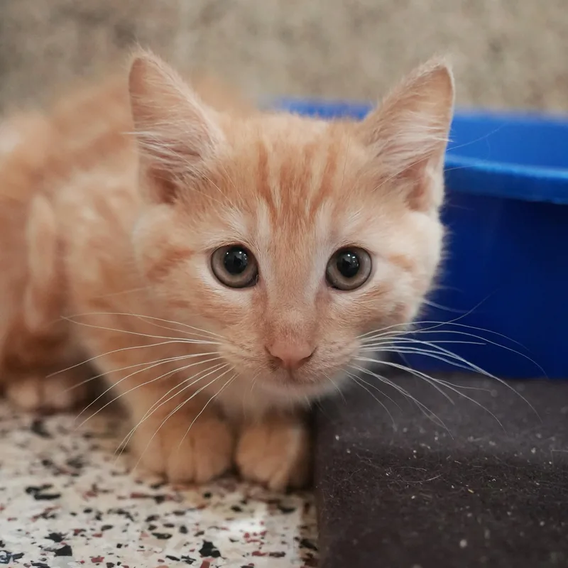 A young small-sized male Tabby (Orange / Red) Domestic Short Hair cat named Mr. Jinks for adoption in Aiken, SC