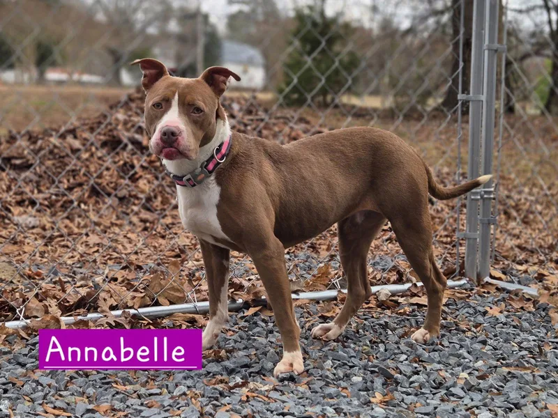 An adult medium-sized female Pit Bull Terrier dog named Annabelle for adoption in Albemarle, NC