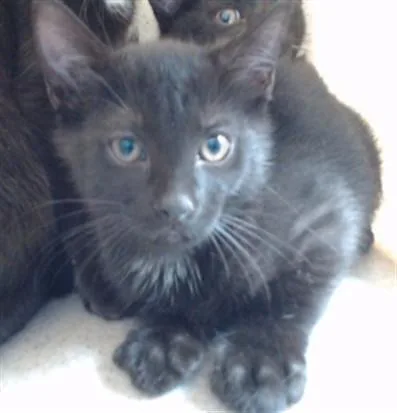 A baby medium-sized male Domestic Short Hair cat named Kayobi for adoption in Downey, CA
