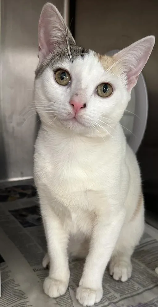An adult medium-sized female Domestic Short Hair cat named Woodrow for adoption in Los Angeles, CA