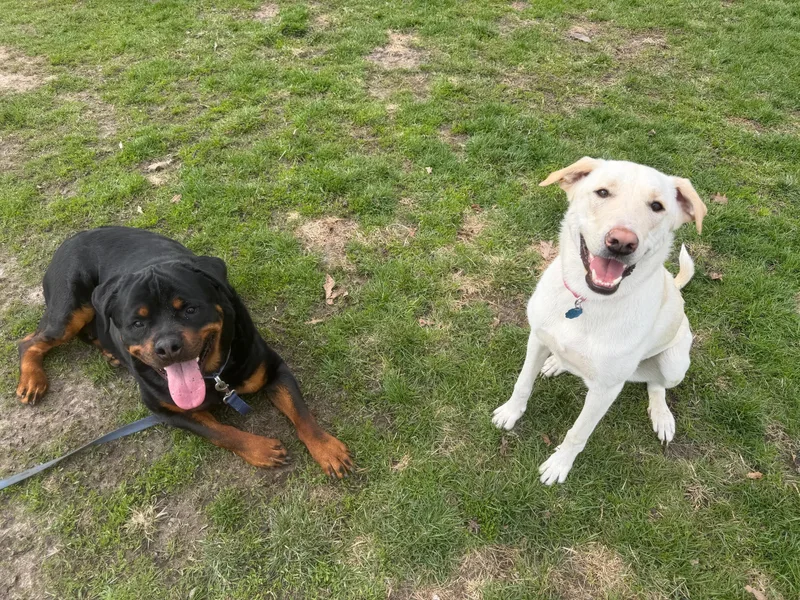 Bear Bear thumbnail 5