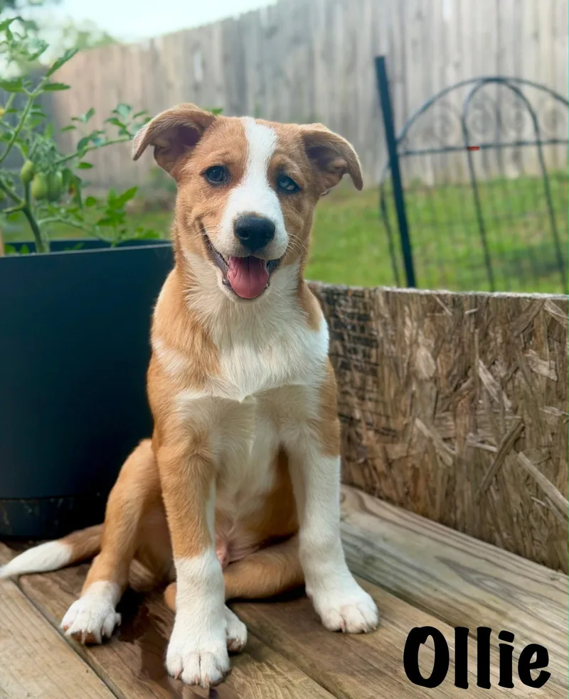 A baby medium-sized male Australian Shepherd dog named Puppy Ollie for adoption in Franklin, TN