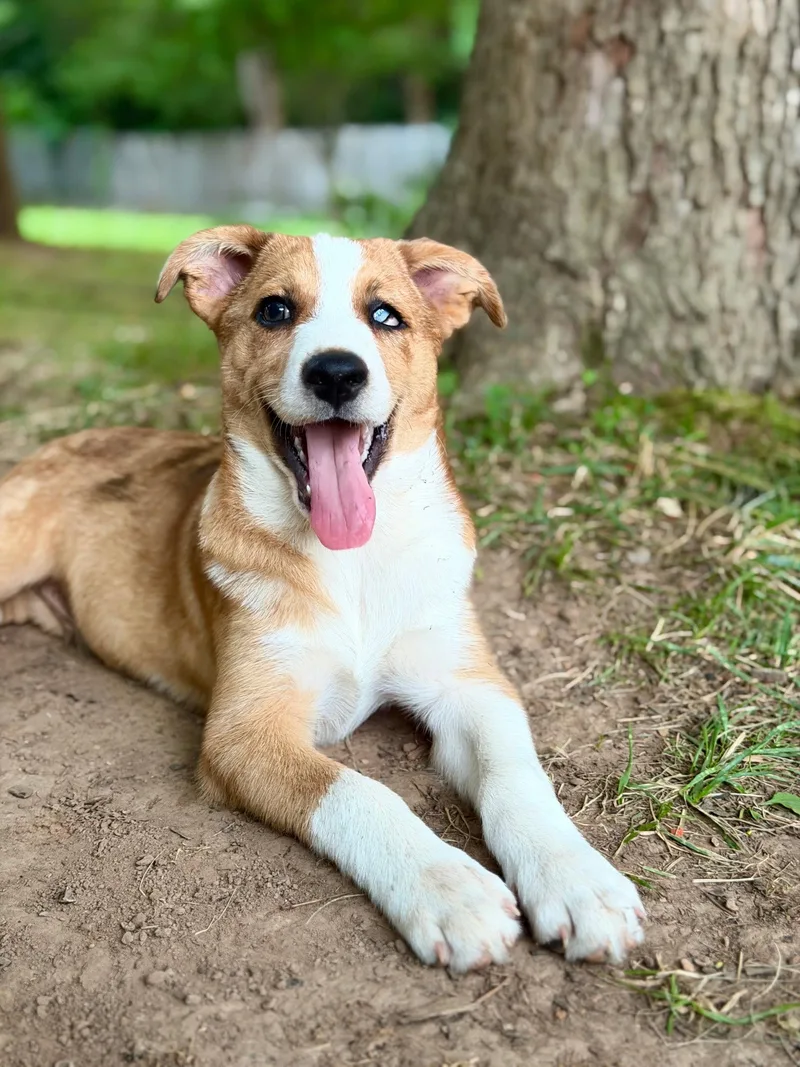 Puppy Ollie thumbnail 3