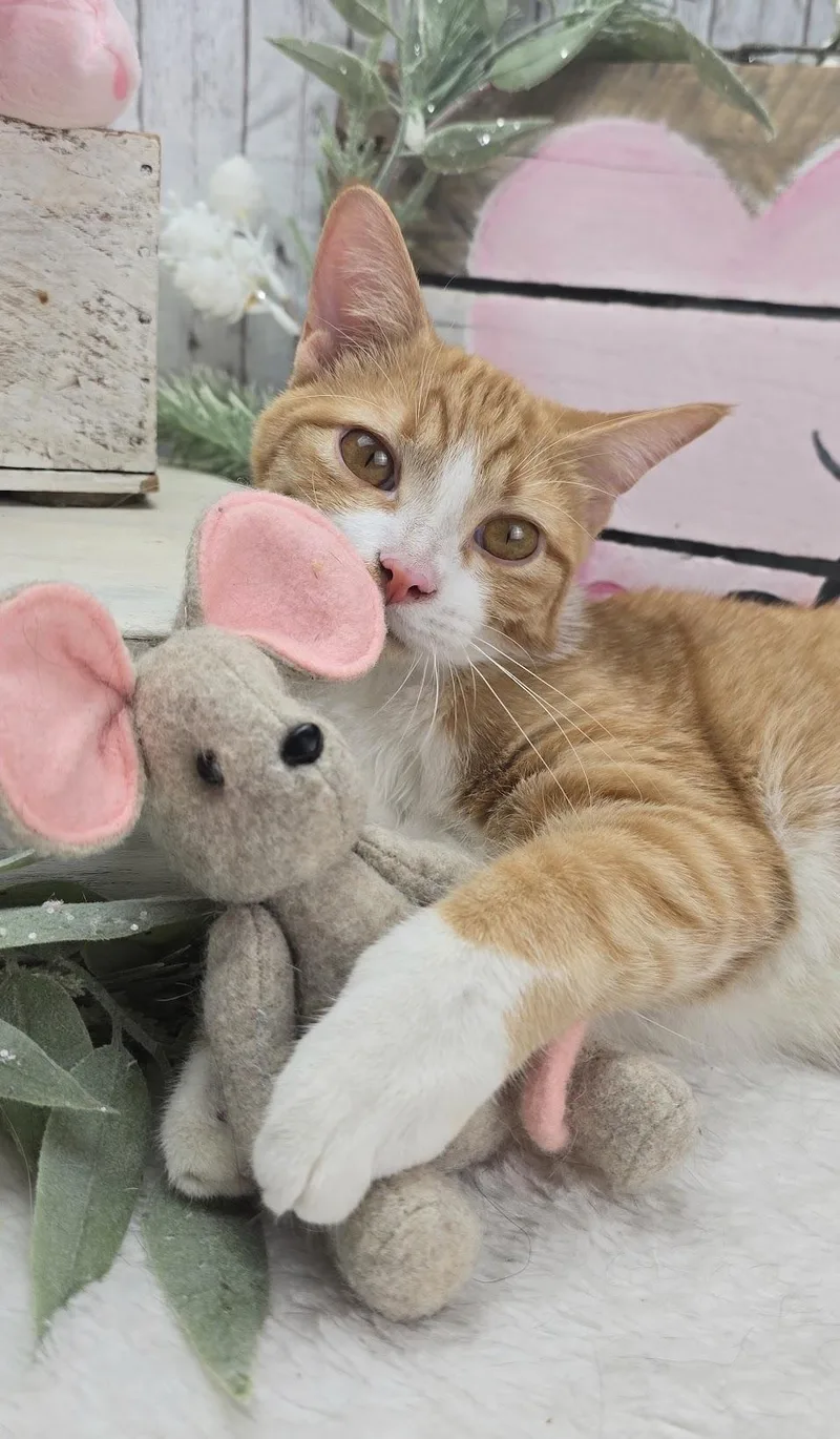 A baby small-sized male Domestic Short Hair cat named Wesson for adoption in Ocean Springs, MS