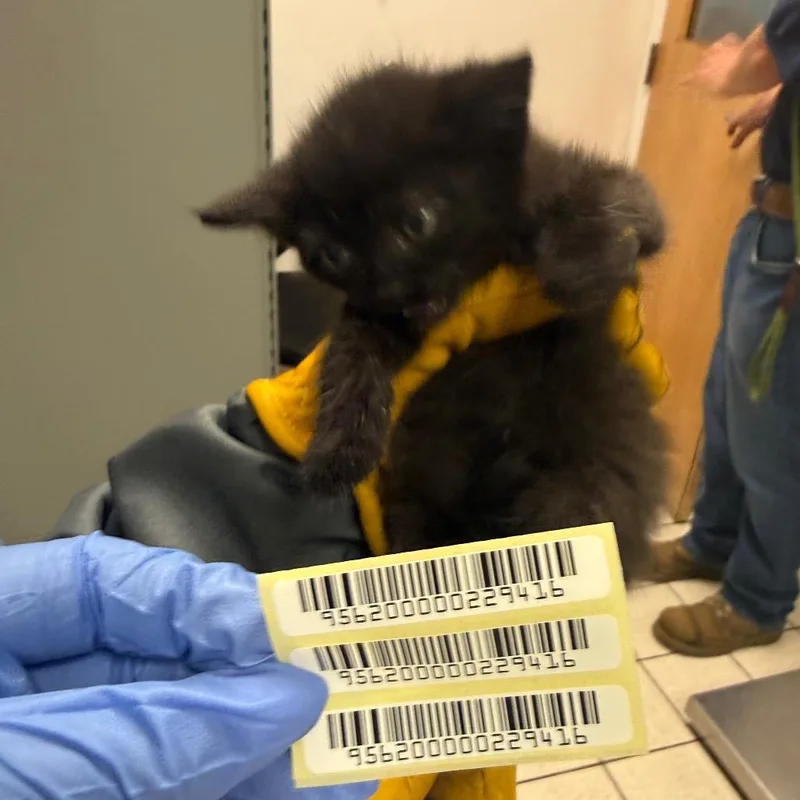 A baby small-sized female Domestic Medium Hair cat named McQueen for adoption in Charleston, WV