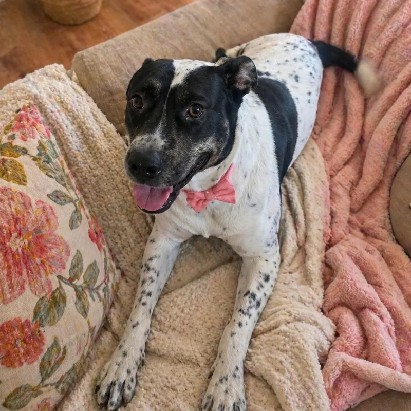 An adult large-sized female American Staffordshire Terrier dog named Pinta for adoption in Magnolia, TX