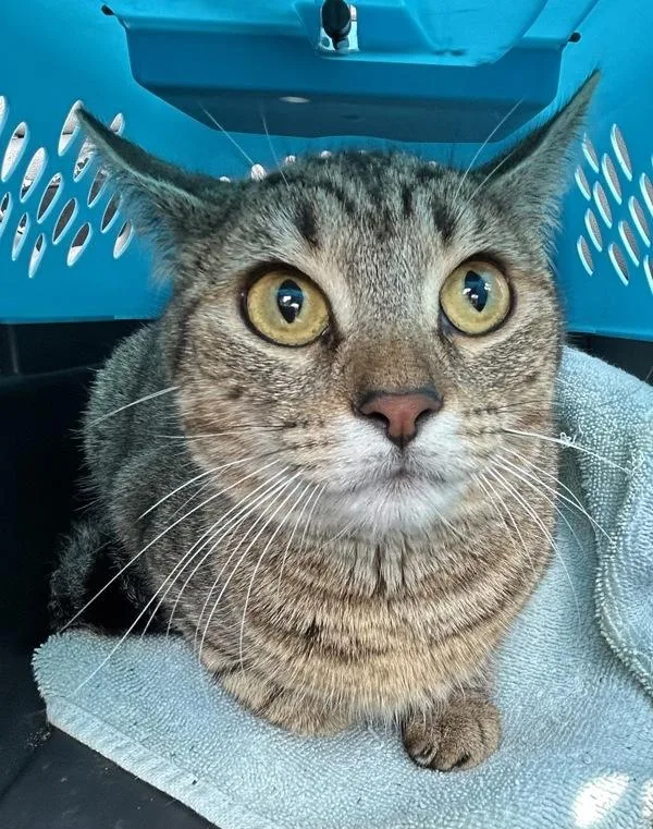 An adult small-sized female Domestic Short Hair cat named Wilde for adoption in Virginia Beach, VA