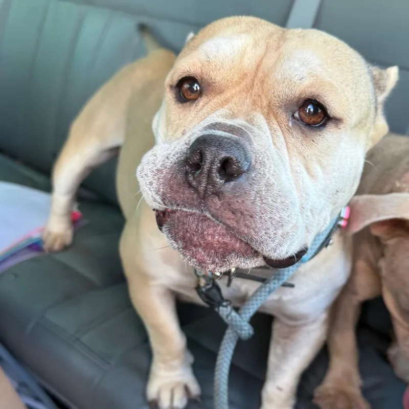An adult medium-sized female American Bulldog dog named Nesta for adoption in Galveston, TX