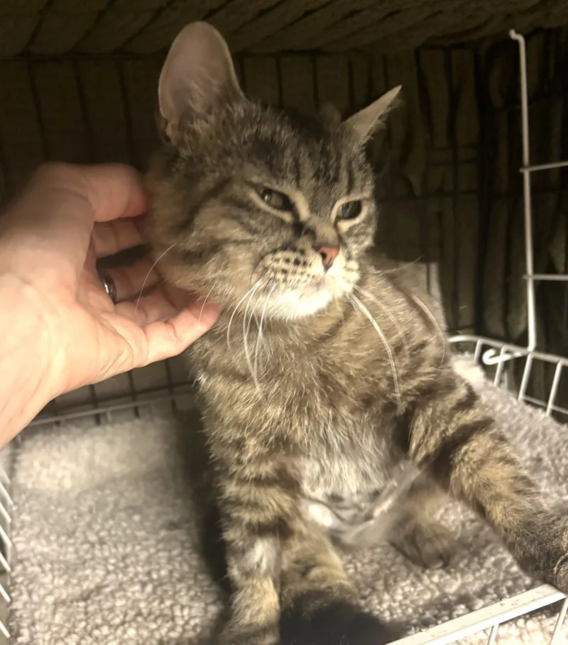 A young medium-sized female Scottish Fold cat named Wilma for adoption in Brooklyn, NY