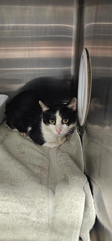A young medium-sized female Domestic Short Hair cat named Juliet for adoption in Athens, TN