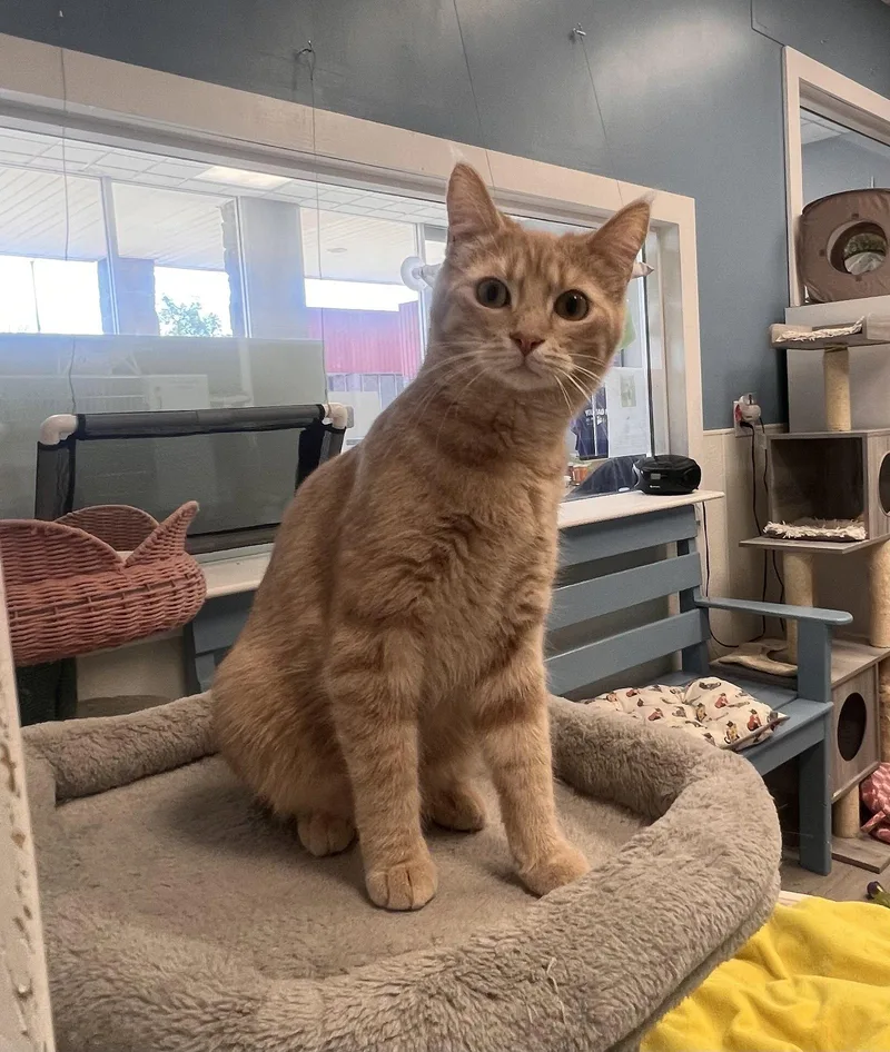 A young medium-sized male Buff / Tan / Fawn Domestic Short Hair cat named Brambles for adoption in Georgetown, KY
