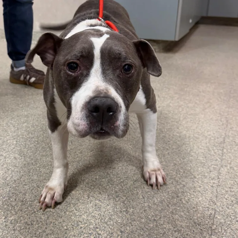 An adult medium-sized male Gray / Blue / Silver Mixed Breed dog named Buddha for adoption in Jacksonville, FL