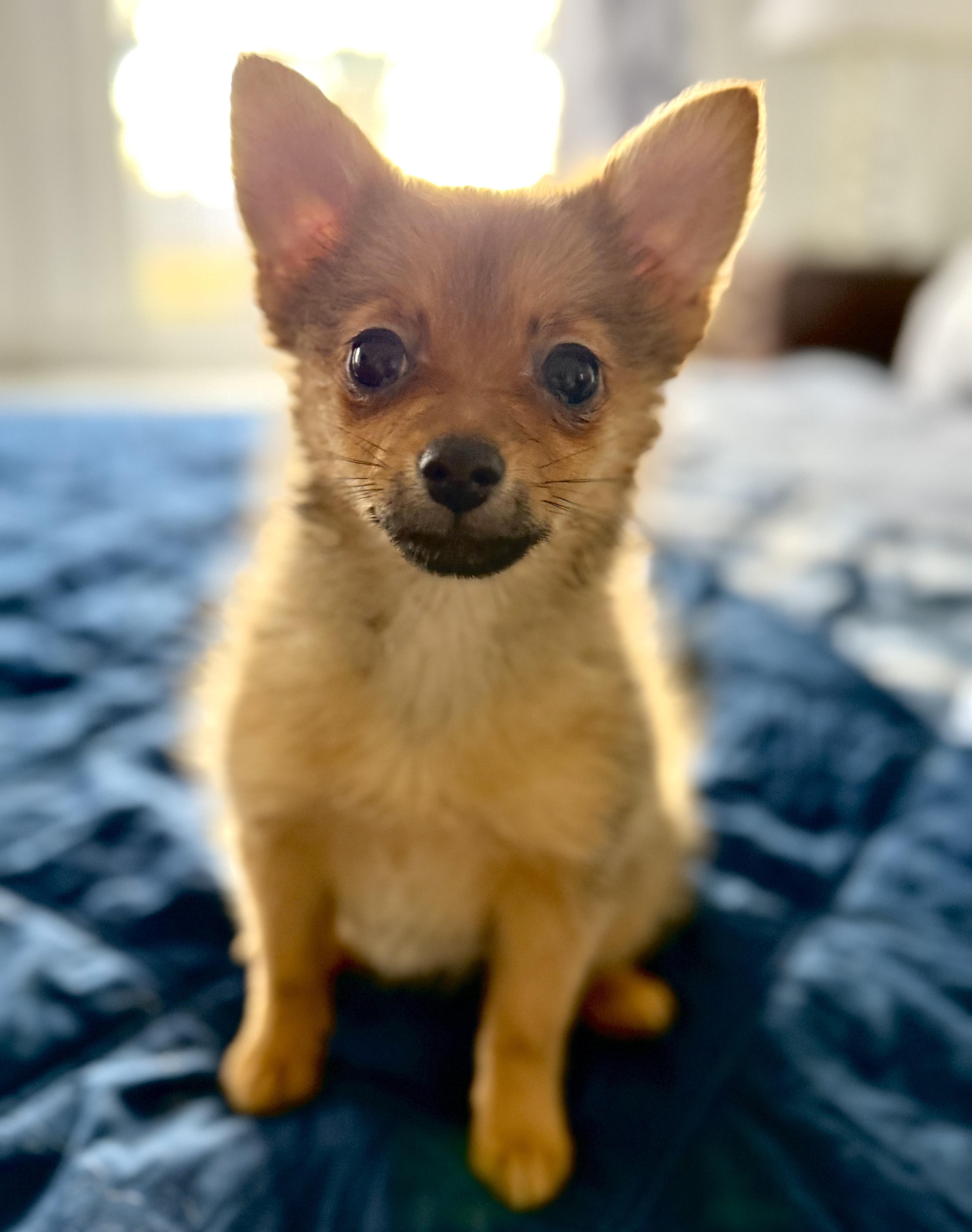 A baby small-sized female Golden Pomeranian dog named Strawberry for adoption in Tomkins Cove, NY