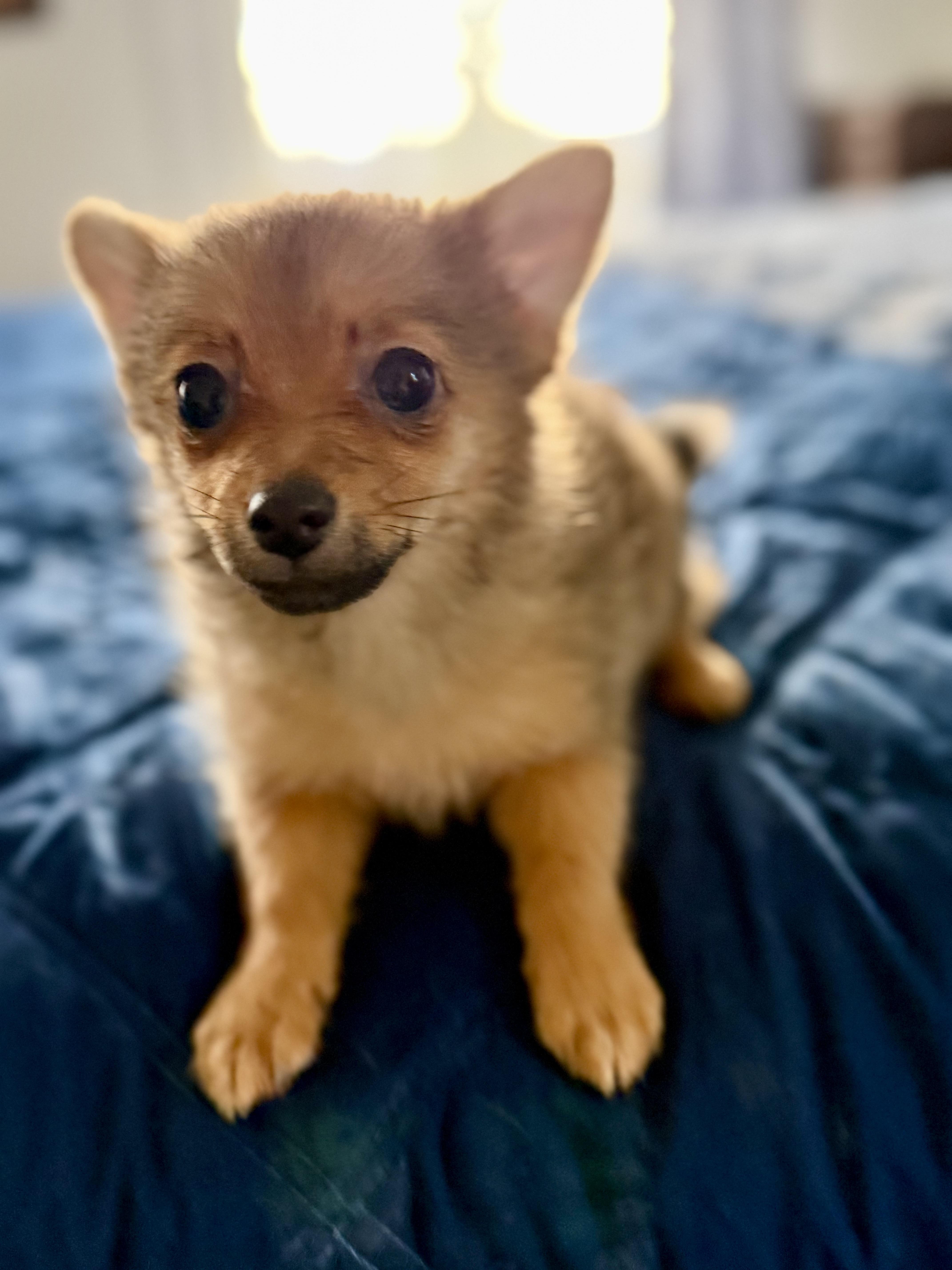 Strawberry thumbnail 2