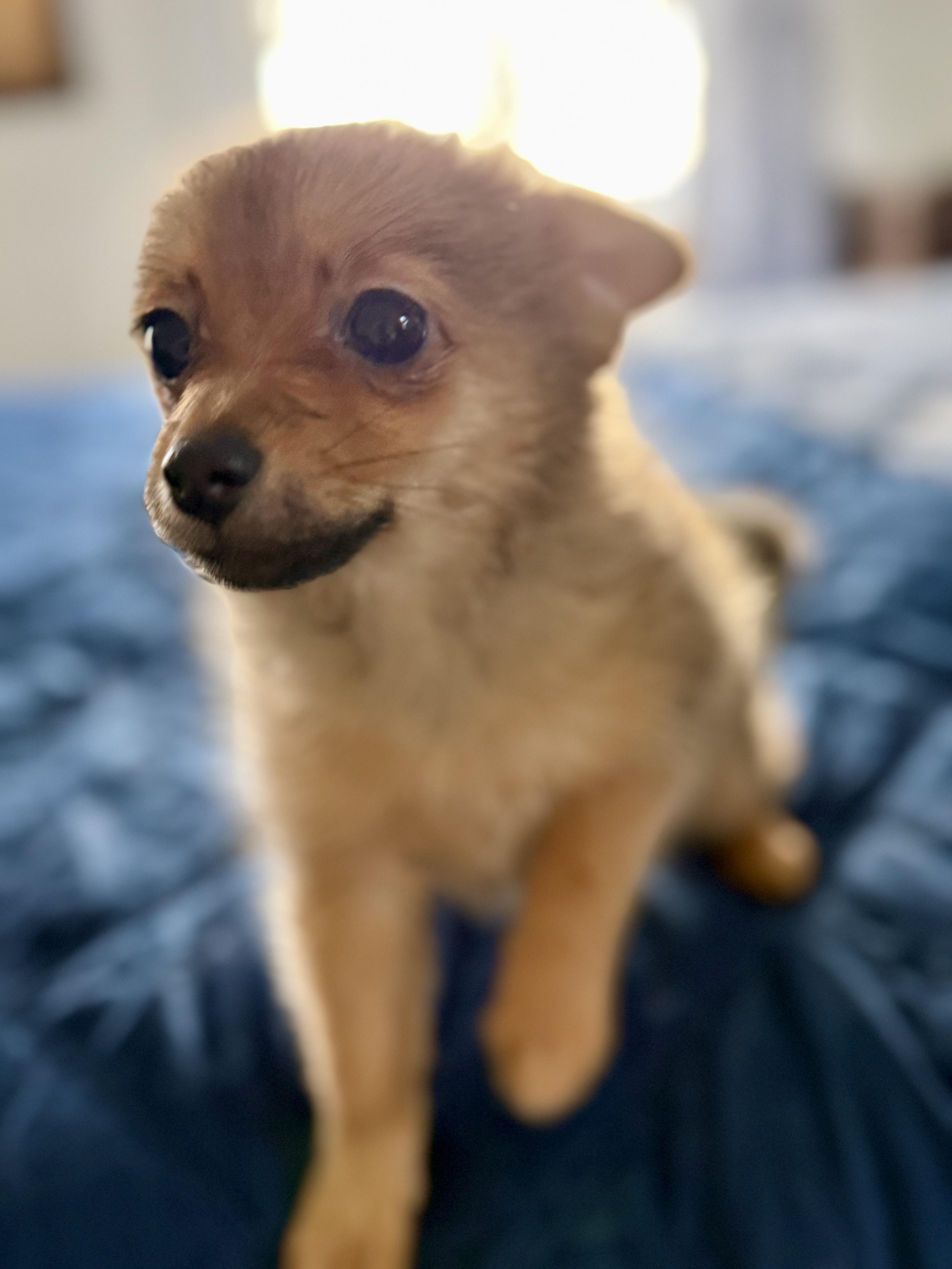 Strawberry thumbnail 3