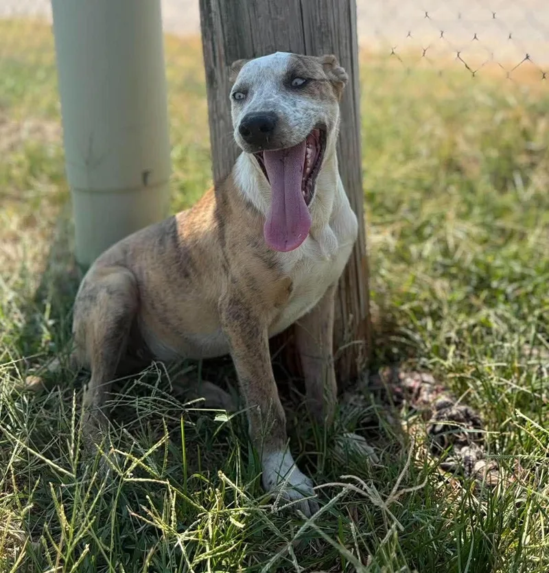 A baby medium-sized male Mixed Breed dog named Pixel for adoption in Northwood, NH