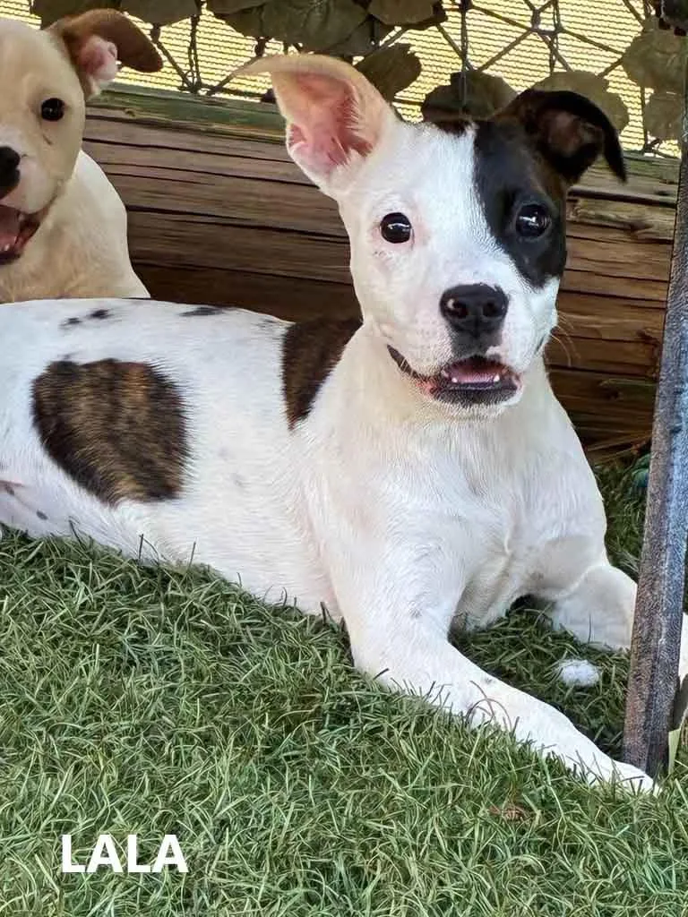 A baby medium-sized female White / Cream American Bulldog dog named Lala for adoption in Washington, GA