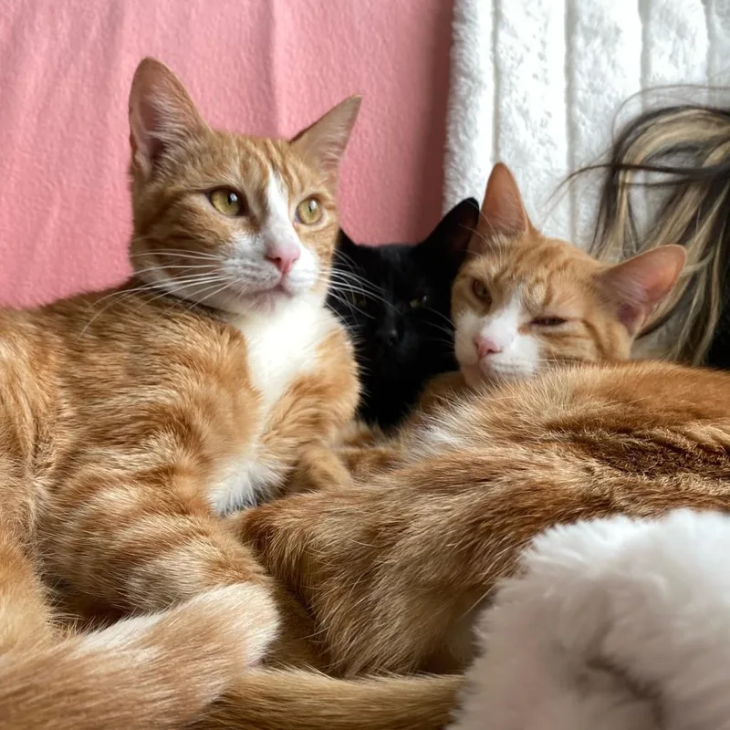 Sour Apple thumbnail 2