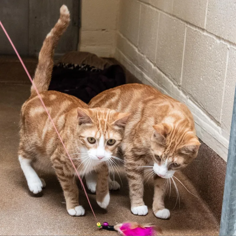 Sour Apple thumbnail 4