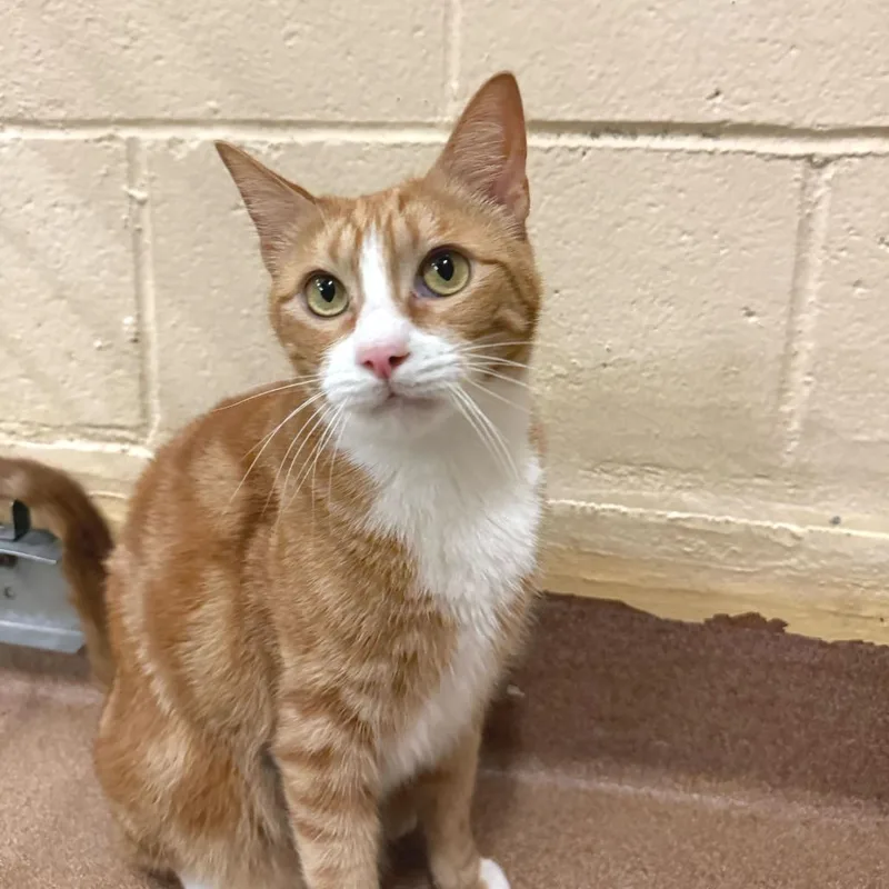 Sour Apple thumbnail 5