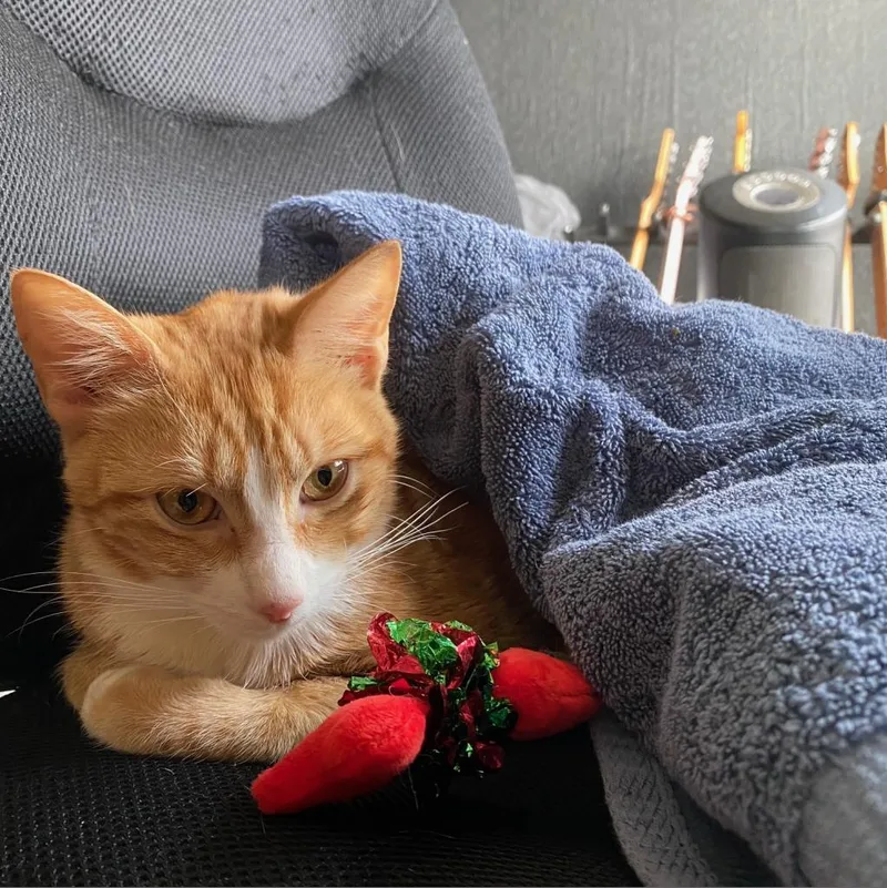 Sour Apple thumbnail 6